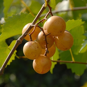 Grape Muscadine Carlos